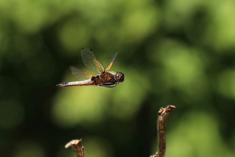 PHOTO GALLERY LIBELLEN