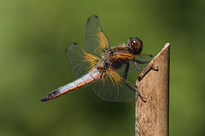 Bruine korenbout - Libellula fulva