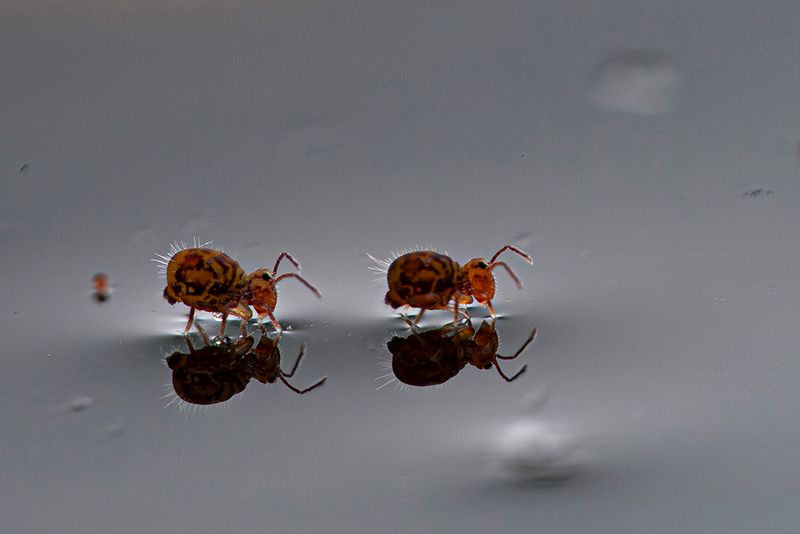 PHOTO GALLERY SPRINGTAILS - Collembola