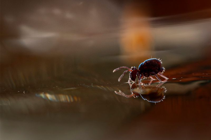 PHOTO GALLERY SPRINGTAILS - Collembola