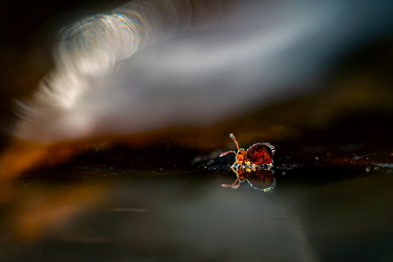 Springtail on water