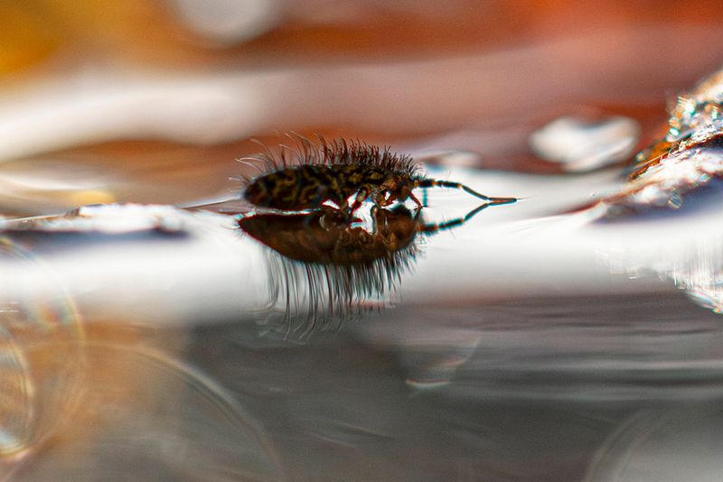 PHOTO GALLERY SPRINGTAILS   - Collembola