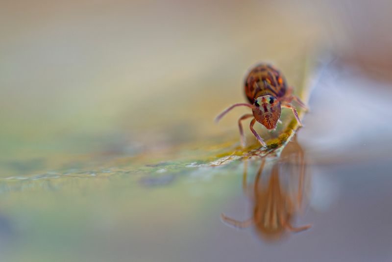 PHOTO GALLERY SPRINGTAILS   - Collembola