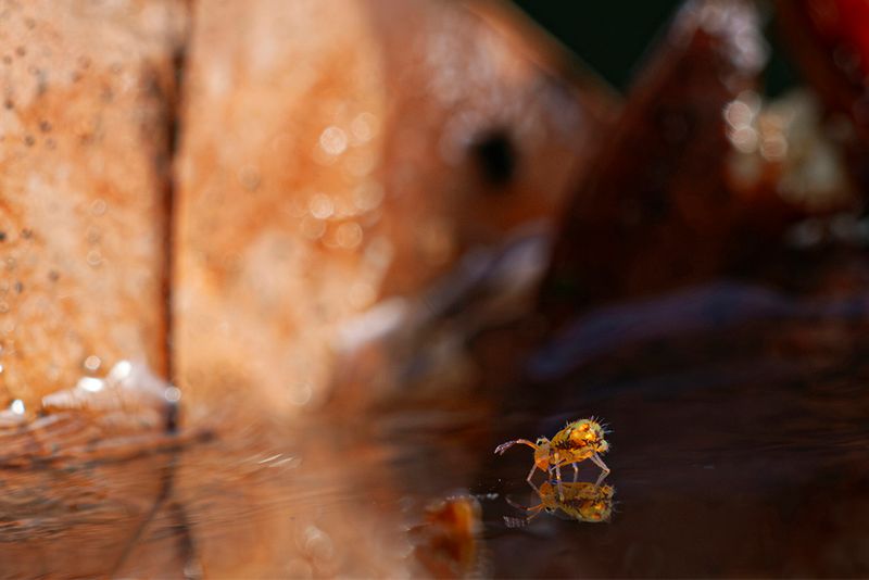PHOTO GALLERY SPRINGTAILS   - Collembola