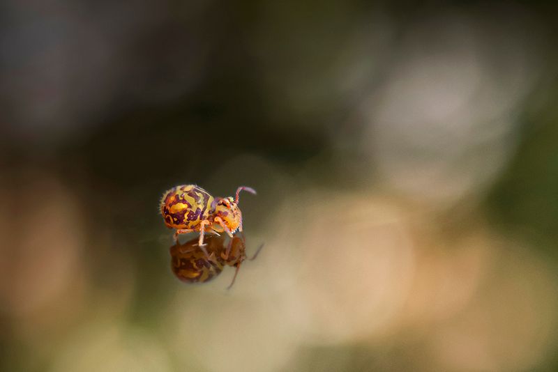 PHOTO GALLERY SPRINGTAILS   - Collembola
