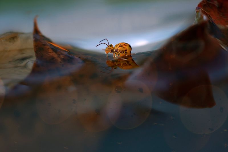 PHOTO GALLERY SPRINGTAILS   - Collembola