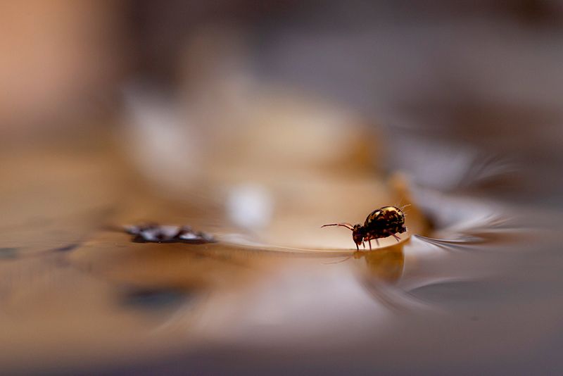 Springtail on water.