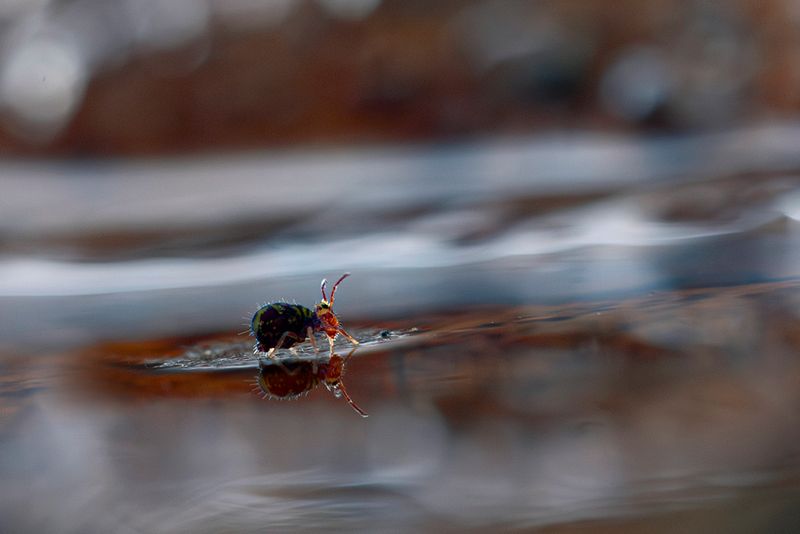 PHOTO GALLERY SPRINGTAILS   - Collembola