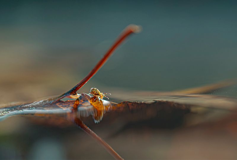 Springtail on the waterside