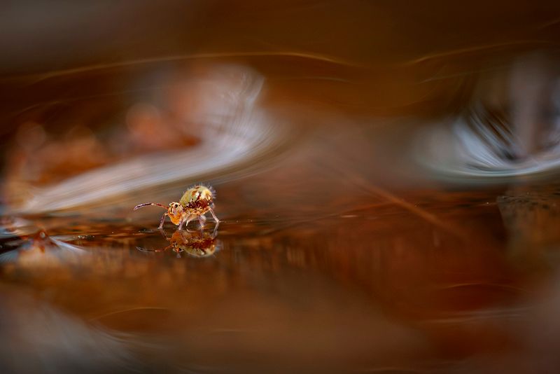 Springtail in reflection