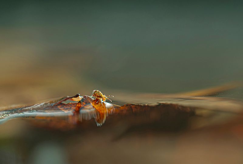 PHOTO GALLERY SPRINGTAILS   - Collembola