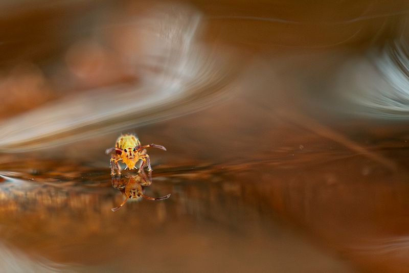 PHOTO GALLERY SPRINGTAILS   - Collembola