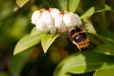 Weidehommel - Bombus Pratorum