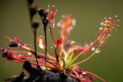 Kleine zonnedauw - Drosera intermedia