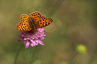 Kleine parelmoervlinder (Issoria lathonia)