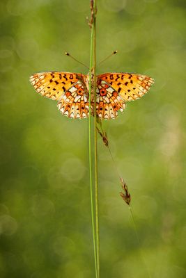 Zilveren maan ( Boloria selene)