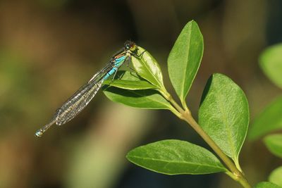 Kleine roodoogjuffer - Erythromma viridulum