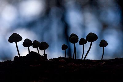Paddenstoelen