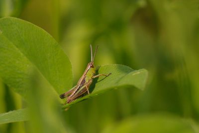 Krasser - Pseudochorthippus parallelelus
