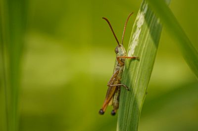 Krasser - Pseudochorthippus parallelelus