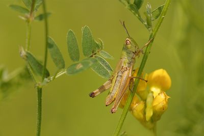 Krasser - Pseudochorthippus parallelelus