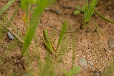 Krasser - Pseudochorthippus parallelelus