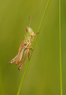 Krasser - Pseudochorthippus parallelelus
