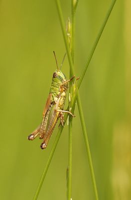 Krasser - Pseudochorthippus parallelelus