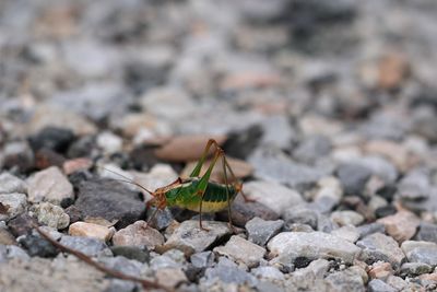 Poecilimon mytilenensis - Italian Ornate Bush-cricket