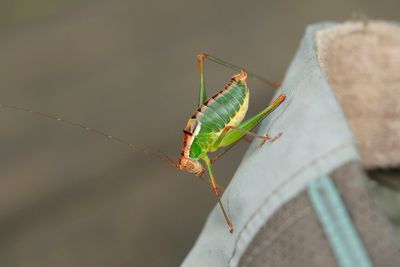 Poecilimon mytilenensis - Italian Ornate Bush-cricket
