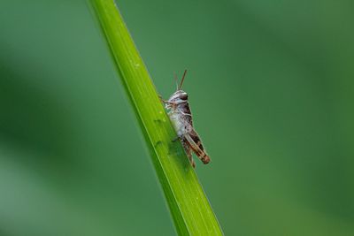 Rosevleugel - Calliptamus Italicus