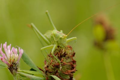 Grote groene sabelsprinkhaan - Tettigonia viridissima ♀