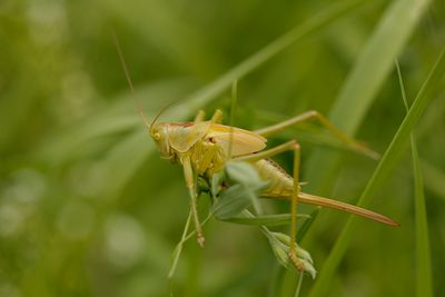 Grote groene sabelsprinkhaan - Tettigonia viridissima ♀