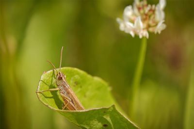 Krasser - Pseudochorthippus parallelelus