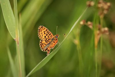 Zilveren maan ( Boloria selene)