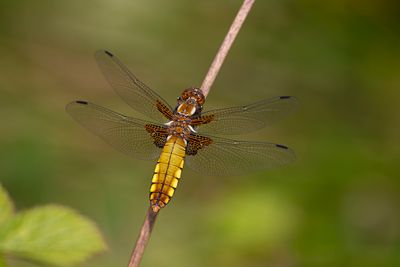 Platbuik - Libellula depressa