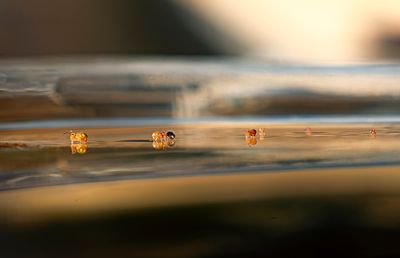 PHOTO GALLERY SPRINGTAILS   - Collembola