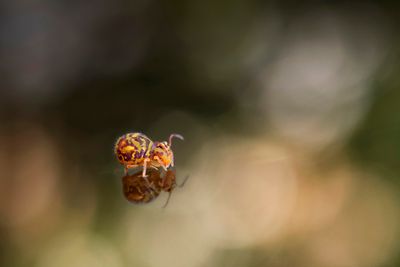 PHOTO GALLERY SPRINGTAILS   - Collembola