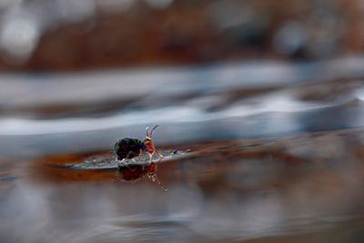 PHOTO GALLERY SPRINGTAILS   - Collembola