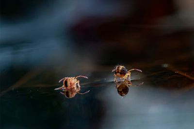 PHOTO GALLERY SPRINGTAILS   - Collembola