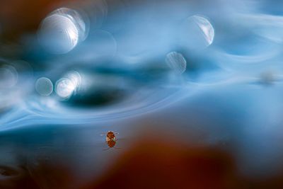 PHOTO GALLERY SPRINGTAILS   - Collembola