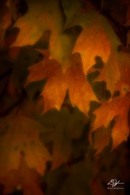 11062022001-WEB.jpg