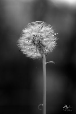 g13/70/1195770/3/173240063.f8b745f2.JPEG