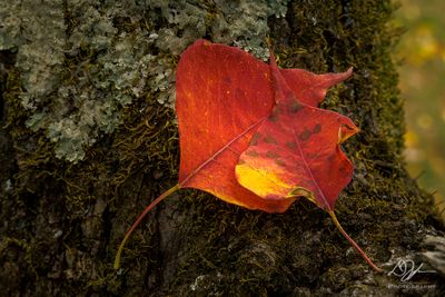 10062023001-WEB.jpg