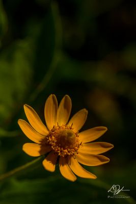 g13/70/1195770/3/174617286.a127d63d.JPEG