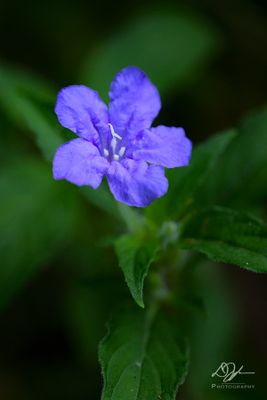 g13/70/1195770/3/174629667.54c50488.JPEG