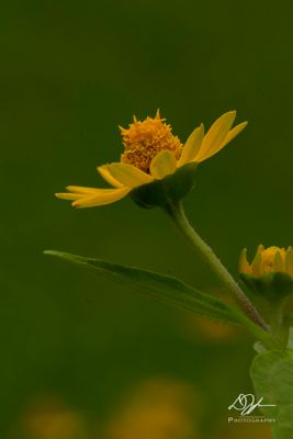 g13/70/1195770/3/174909541.d0f8f1e6.JPEG