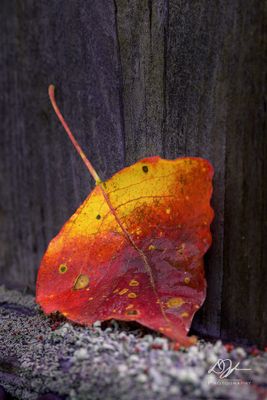 11052024001WEB.jpg