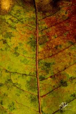 12102024001WEB.jpg