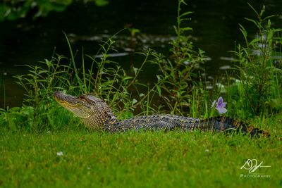 Nature and Landscape Images